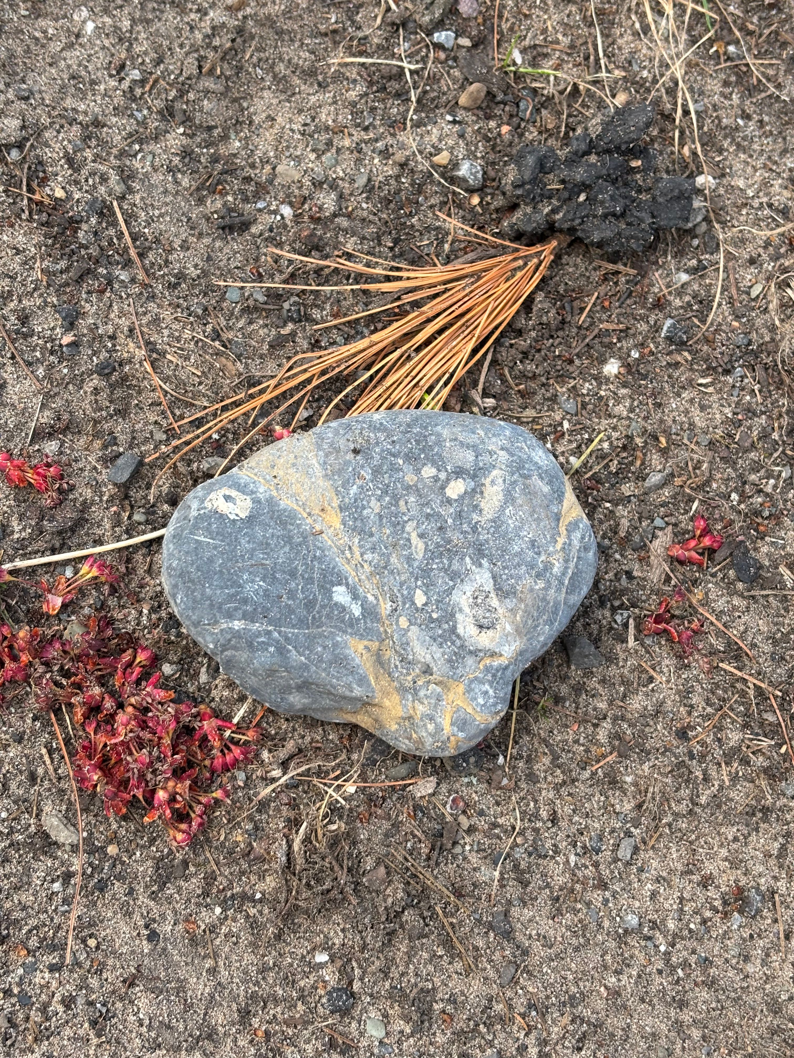 Pet Rocks from Albany NY