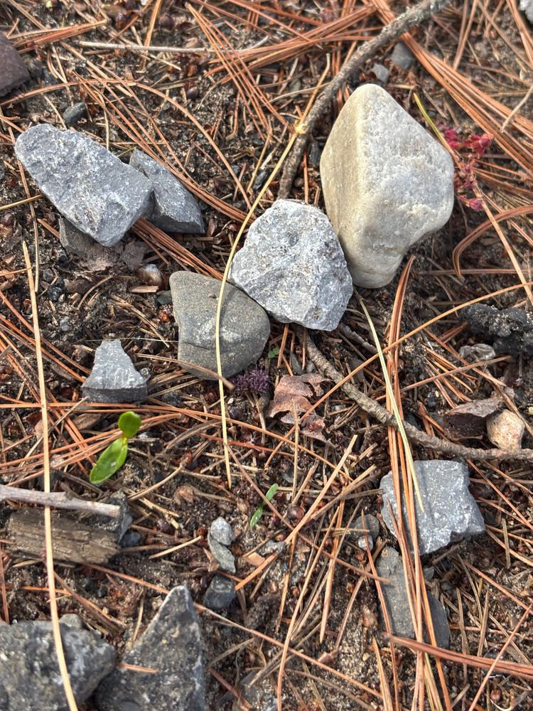 Pet Rocks from Albany NY