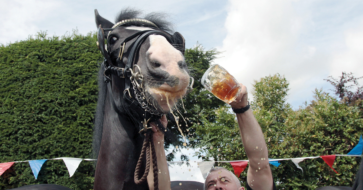 Лошадь пьет чай. Лошадь пьет.
