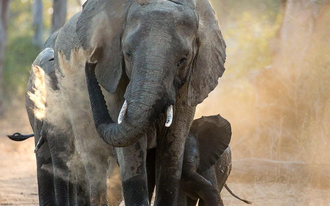 Elefante mata a dos turistas durante safari en Zambia