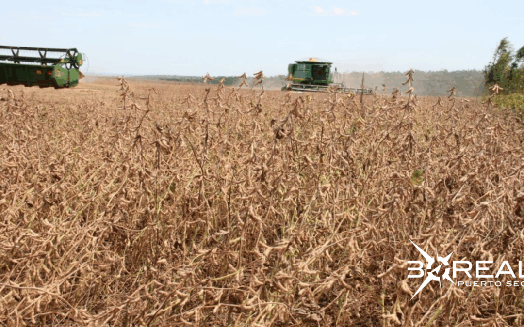Buen desempeño del clima favorece el desarrollo de los cultivos de la soja
