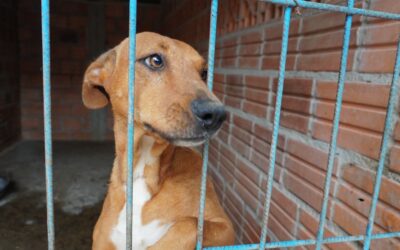 Lanzan primer Registro Nacional de Agresores de Animales
