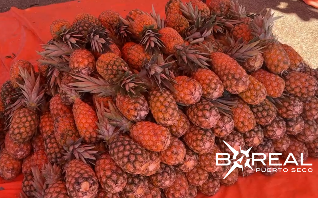 Ante abundante cosecha de piña, productores de Concepción impulsan feria  