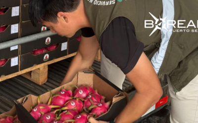 Paraguay concreta primera exportación de pitahaya a Uruguay