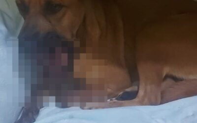 Investigan caso de perrita que perdió la mandíbula por explosión de petardo