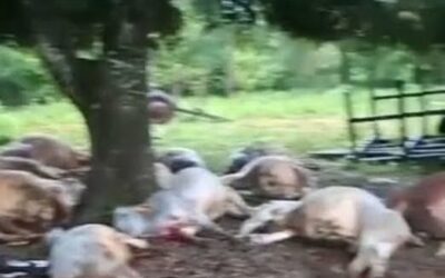 Más de 15 vacas murieron tras caída de un rayo durante temporal en Guairá