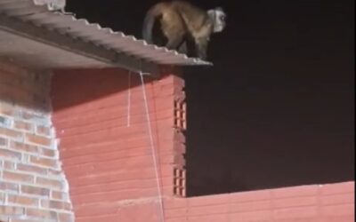 Niño de 3 años fue atacado por un mono en Loma Pytã