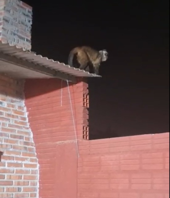 Niño de 3 años fue atacado por un mono en Loma Pytã