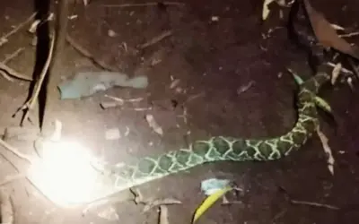 Niño de 10 años sobrevive a mordida de cascabel en Itapúa