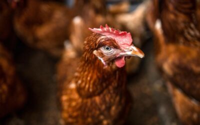 Alerta por brote de gripe aviar: Senacsa prohíbe importaciones desde la Argentina