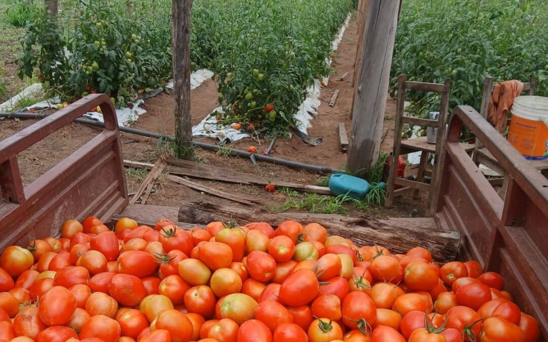 MAG no habilitará importación de tomate: “Tenemos producción suficiente”