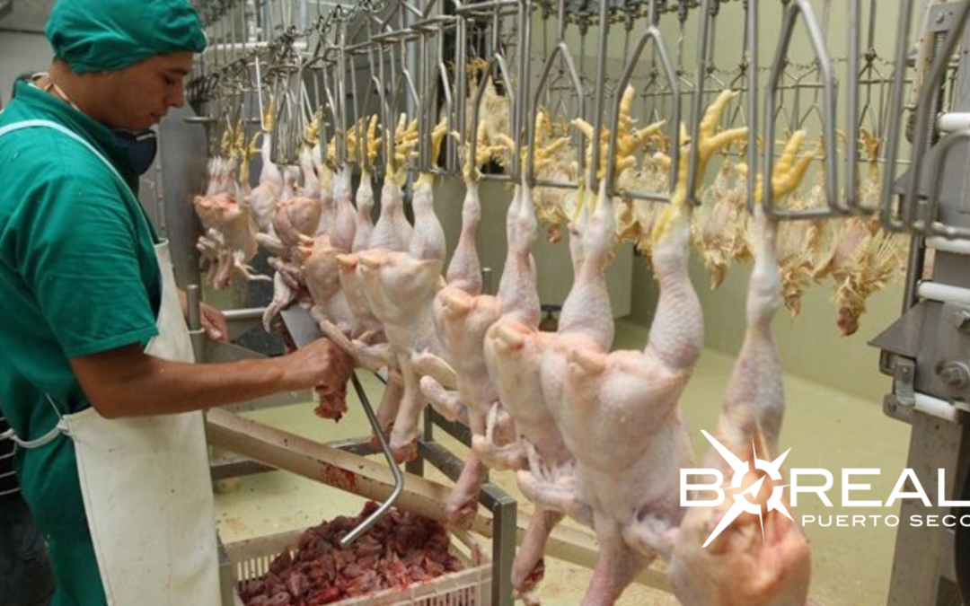 Exportación avícola en aumento: envío en enero sumó USD 742 mil