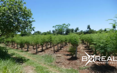 Moringa paraguaya gana mercado internacional: proyectan triplicar exportaciones