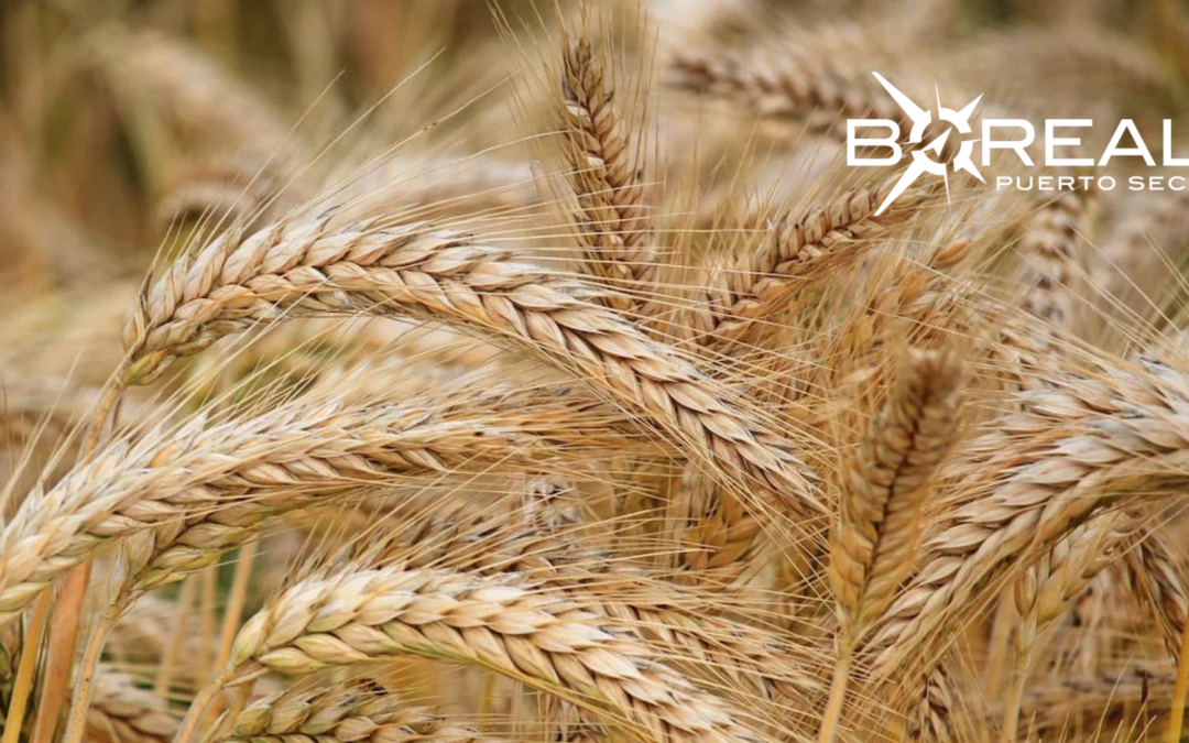 Producción de trigo se consolida como un rubro autosustentable en el país