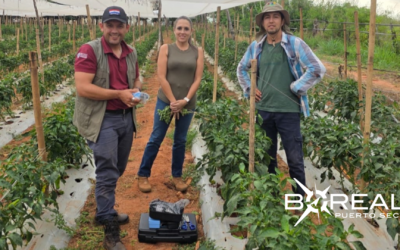 Colaboración Paraguay-Israel: fortalecen producción de tomate y pimiento