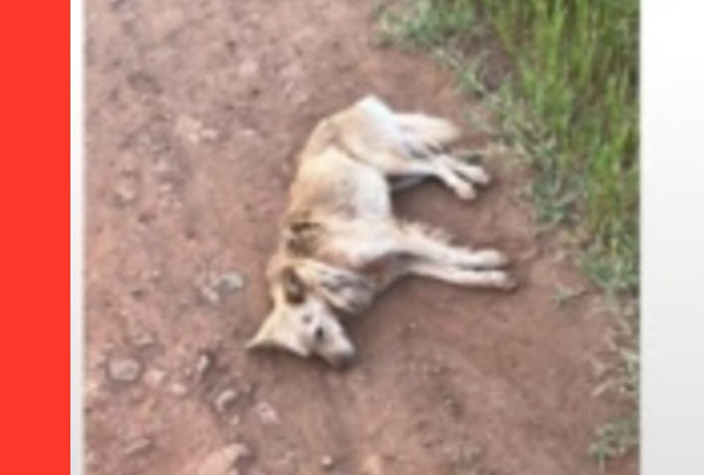 Grave denuncia de crueldad animal: Ató a su perrito con soga al cuello y lo arrastró