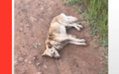 Grave denuncia de crueldad animal: Ató a su perrito con soga al cuello y lo arrastró