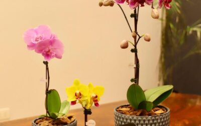 Arreglos de orquídeas de Keiki embellecen Distrito Perseverancia