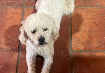 Crueldad animal: roban a un caniche y lo devuelven muerto a su dueña