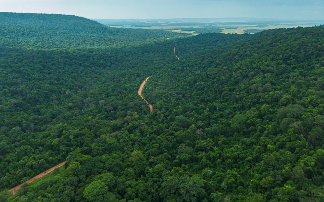 Según informe de Infona, Paraguay conserva el 44,4% de su territorio forestal