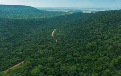 Según informe de Infona, Paraguay conserva el 44,4% de su territorio forestal