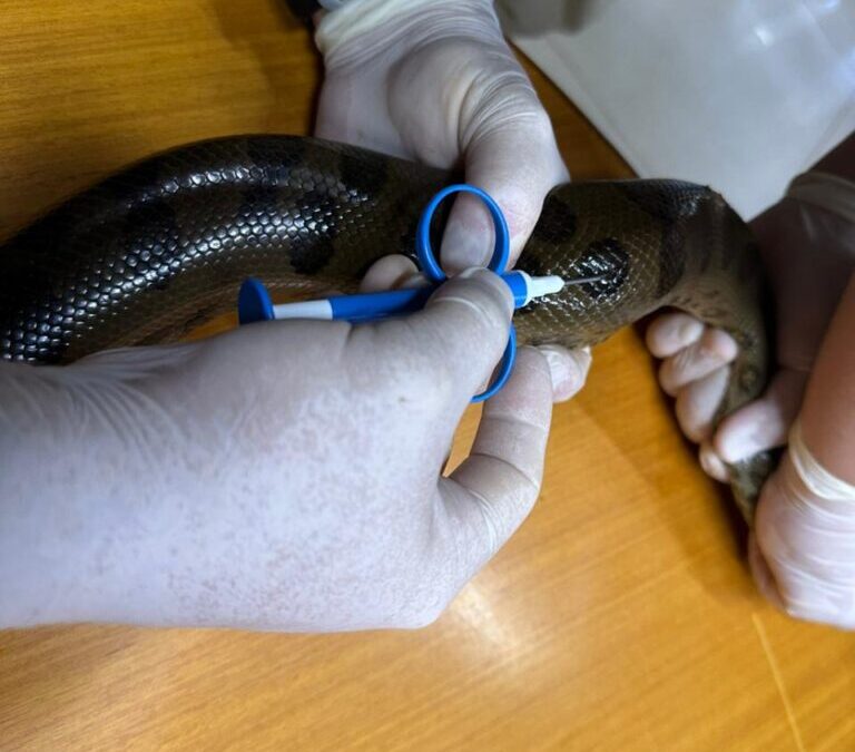 Colocan microchips para monitorear la población del mbói jagua