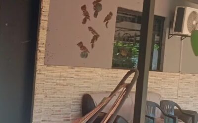 Investigan muerte de una alemana y sus seis perros en Itauguá