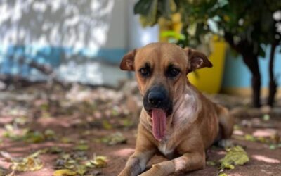 Proyecto de “Ley Canela” busca regular la fabricación, venta y uso de pirotecnias