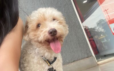 Llevó a su perrito para un corte y la veterinaria le devolvió muerto