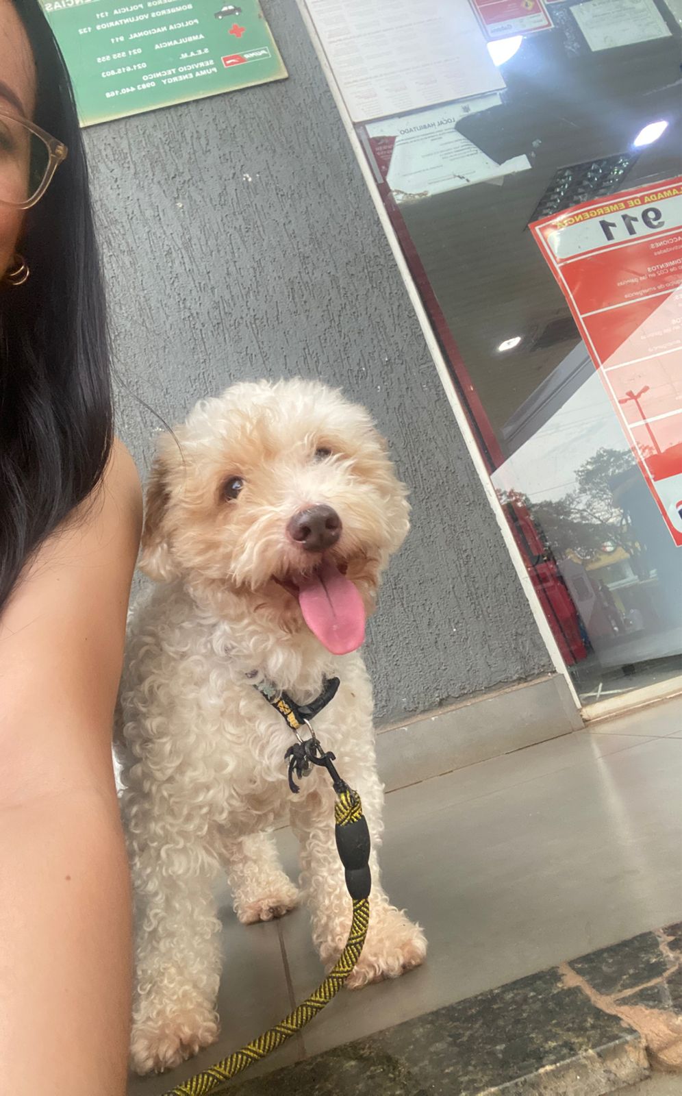 Llevó a su perrito para un corte y la veterinaria le devolvió muerto