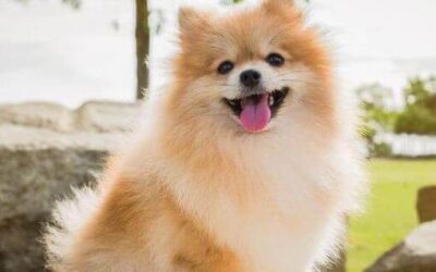 Apartan a funcionaria argentina de Aduanas tras quedarse con la mascota de dos paraguayos