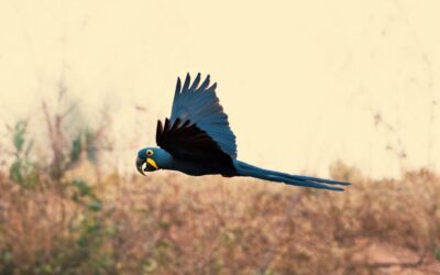 “Bienvenidos”: iniciativa que busca visibilizar el valor de las Áreas Silvestres Protegidas del Paraguay