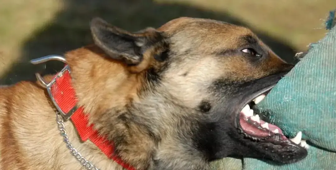 Anciana de 73 años sufrió brutal ataque por parte de su perro en Areguá 