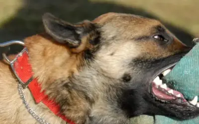 Anciana de 73 años sufrió brutal ataque por parte de su perro en Areguá 