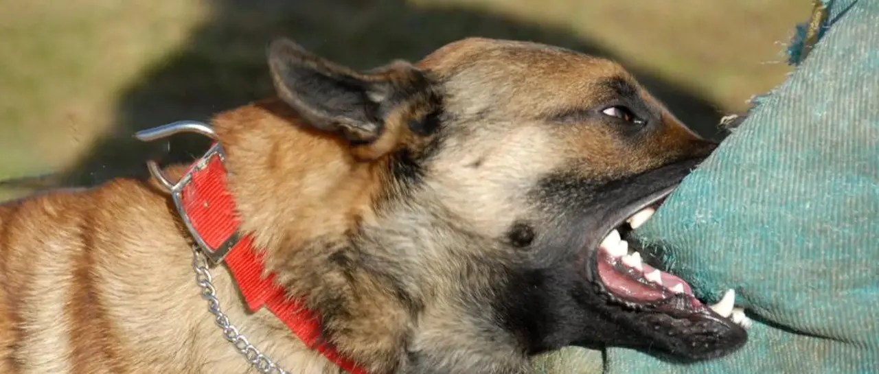 Anciana de 73 años sufrió brutal ataque por parte de su perro en Areguá