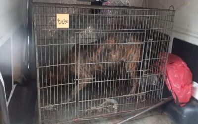 Ataque mortal de perros en Roque Alonso: propietario fue imputado