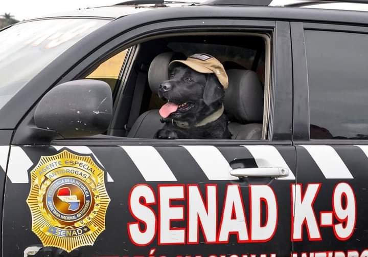 Misión cumplida “Rocky”: can antidrogas se retira tras 8 años de servicio