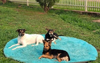 Solicitan colaboración para salvar a 40 perritos en situación de calle