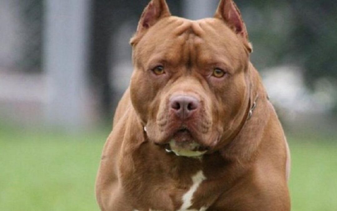 Falleció hombre atacado por cuatro perros pitbull en Mariano Roque Alonso