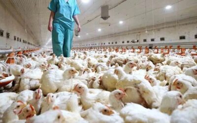 Senacsa emitió alerta sanitaria por caso de gripe aviar en Brasil