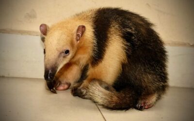 Rescatan a un oso melero hormiguero que estaba siendo ofertado en redes sociales