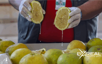 Primera exportación de pomelos: fueron enviadas 29 toneladas a la Argentina
