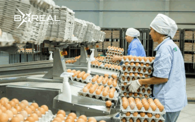 Paraguay concretó la exportación de huevos a Singapur