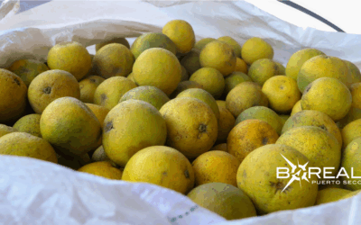 Exportación de pomelo: se concreta segundo envío de más de 28 toneladas