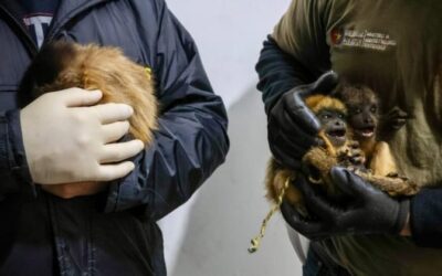 Rescatan animales silvestres durante un operativo contra el tráfico ilegal