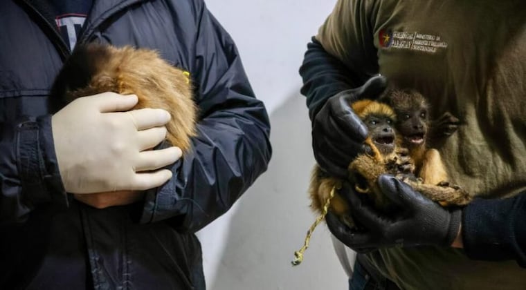 Rescatan animales silvestres durante un operativo contra el tráfico ilegal