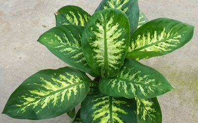 Alertan sobre los riesgos de tener en casa una planta casera muy común en Paraguay