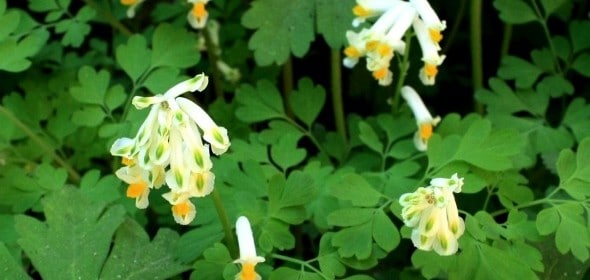 Corydalis ochroleuca photo by Brendan Zwelling