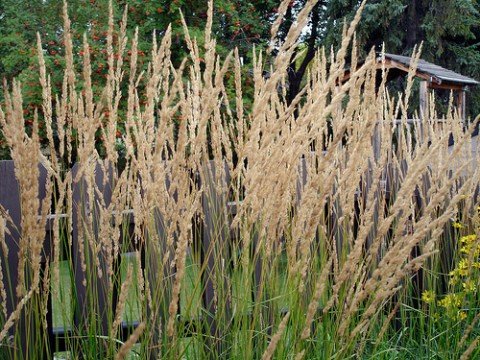 Calamagrostis x acutiflora  'Karl Foerster’ photo by Daryl Mitchell of Sakatoon, Sask.