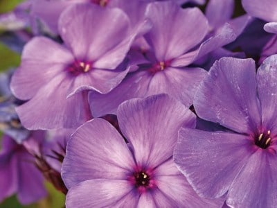 Blue Paradise' phlox from McFayden.com